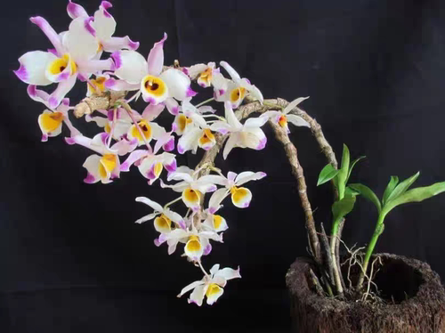 大苞鞘石斛Dendrobium wardianum Warner俗名腾冲石斛一盆
