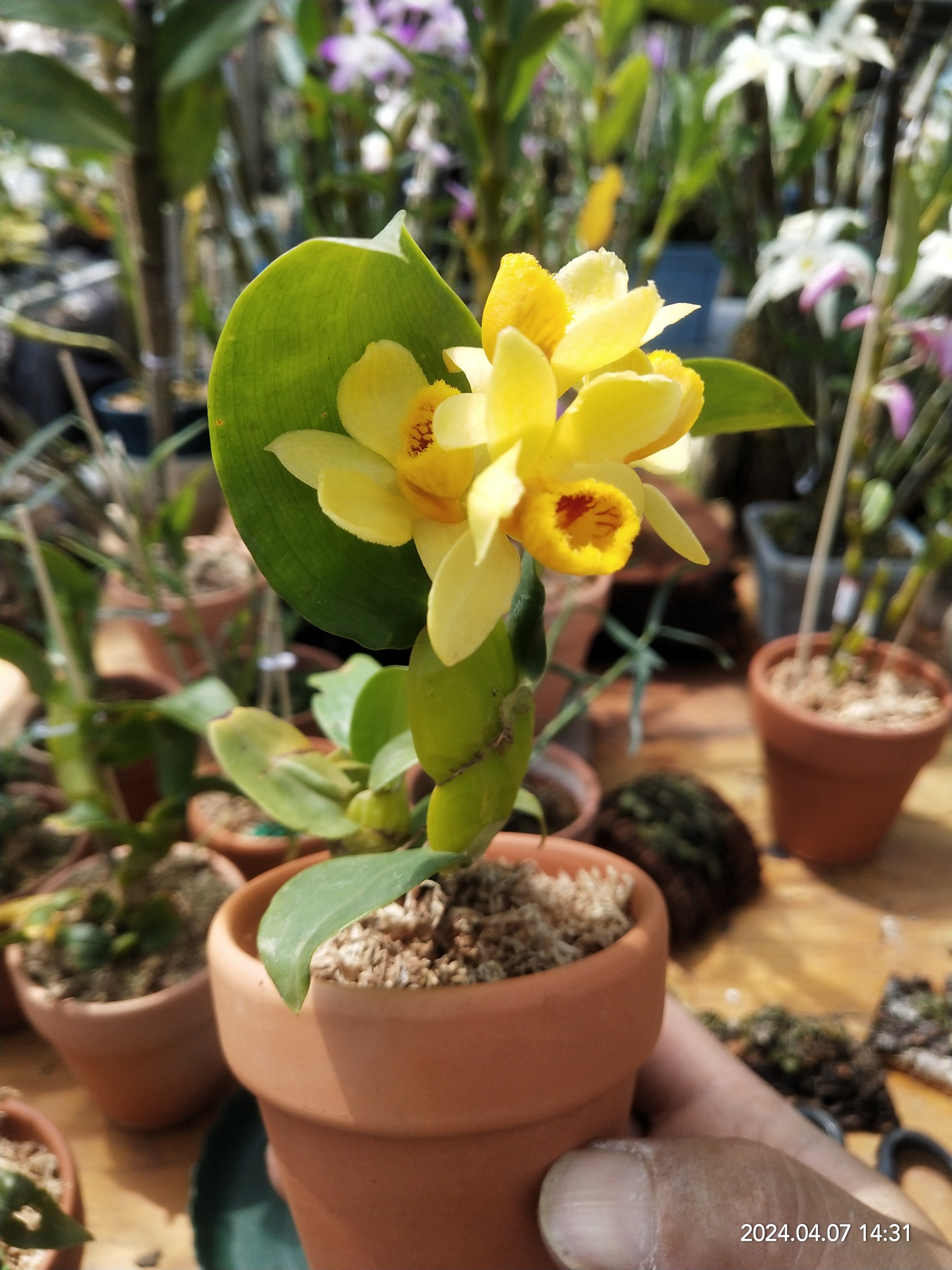 具槽石斛(dendrobium sulcatum lindl.一盆