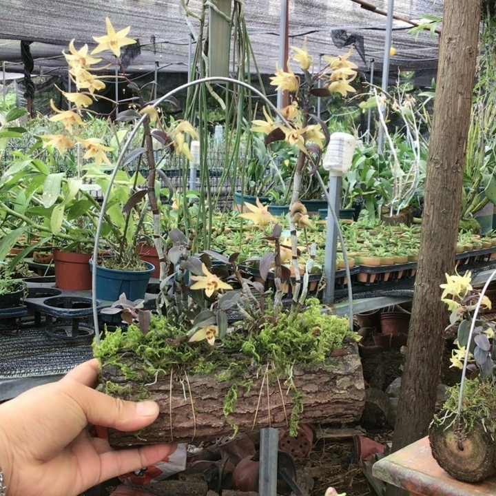 横材红杆铁皮石斛一个