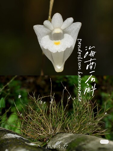 海南石斛Dendrobium hainanense