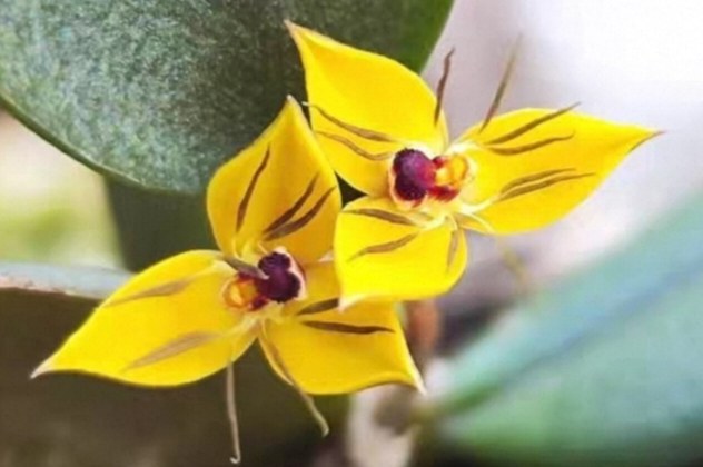 苏拉威西黑黄石豆兰#金属光泽石豆兰 Bulbophyllum xanthomelanon