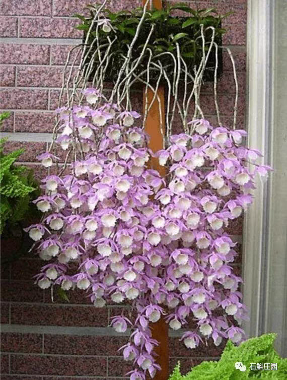 天宫兜唇石斛Den.aphyllum