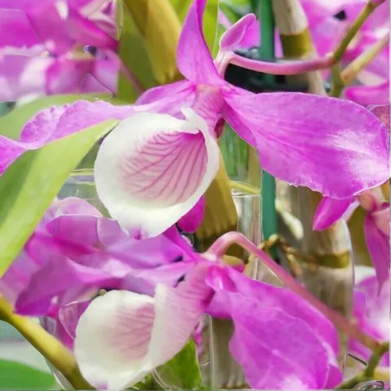 泰国扭瓣石斛dendrobiumtortilelindley办公花卉植物趣味室内盆栽