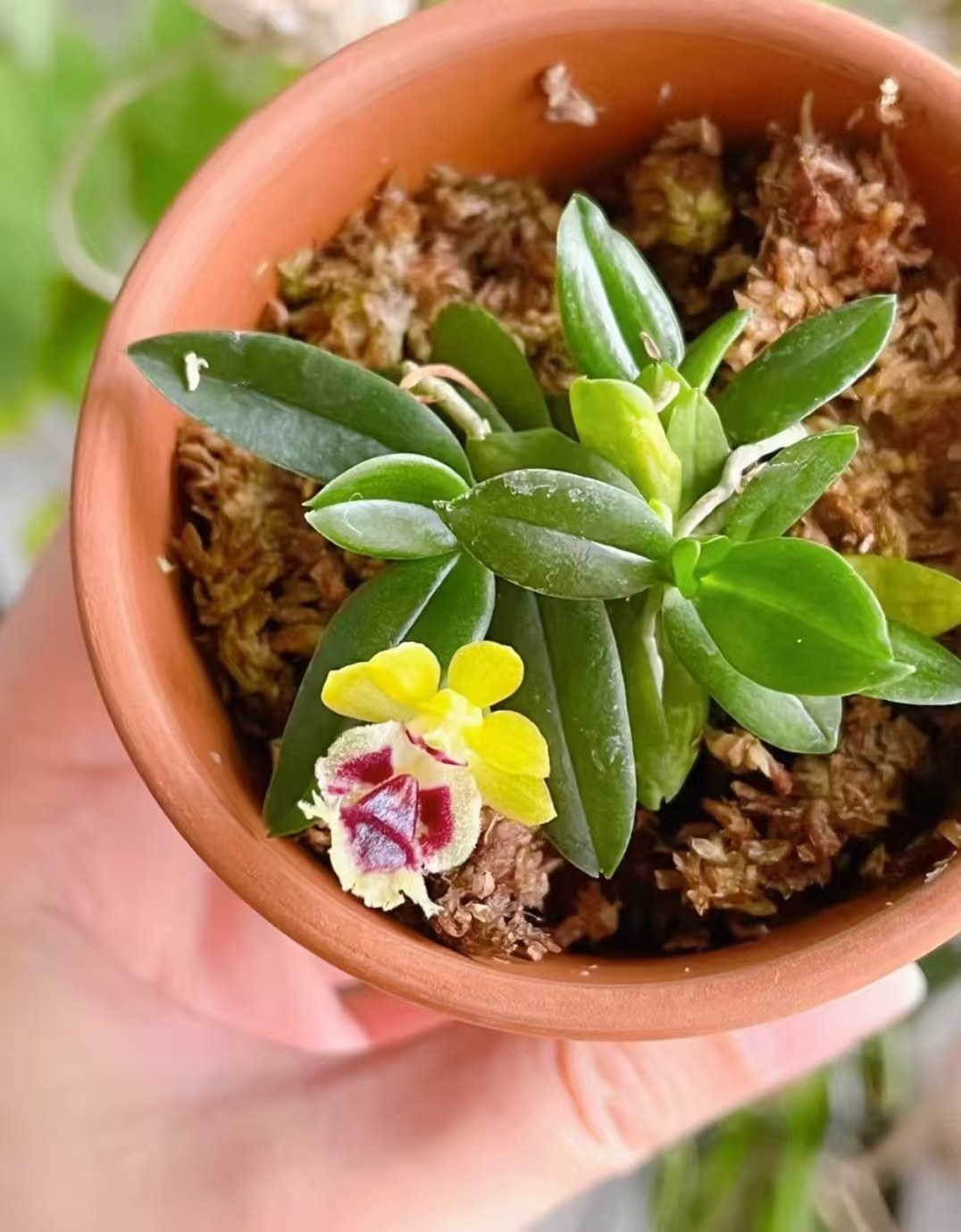 台湾香兰 Haraella retrocalla#洋兰#雨林缸热植,鲜花速递/花卉仿真/绿植园艺,国兰/杂交兰/洋兰类,淘宝优惠券,粉丝福利购,淘宝优惠卷