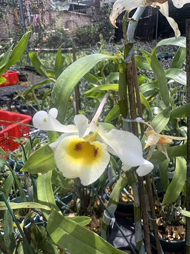 斑眼黄喉石斛Dendrobium signatum Rchb. f.一盆