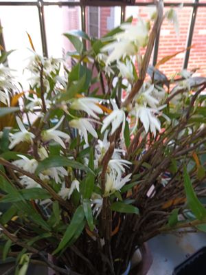 越南琉球石斛Dendrobium moniliforme subsp.okinawense Hatus