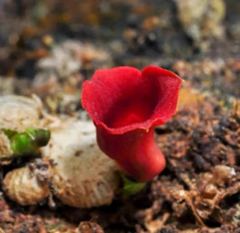 泰国扇贝盾柄兰PorpaxLindlMollusca一板#雨林缸热植#附生兰#石豆