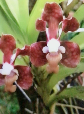 琴唇万代兰Vanda concolor一苗