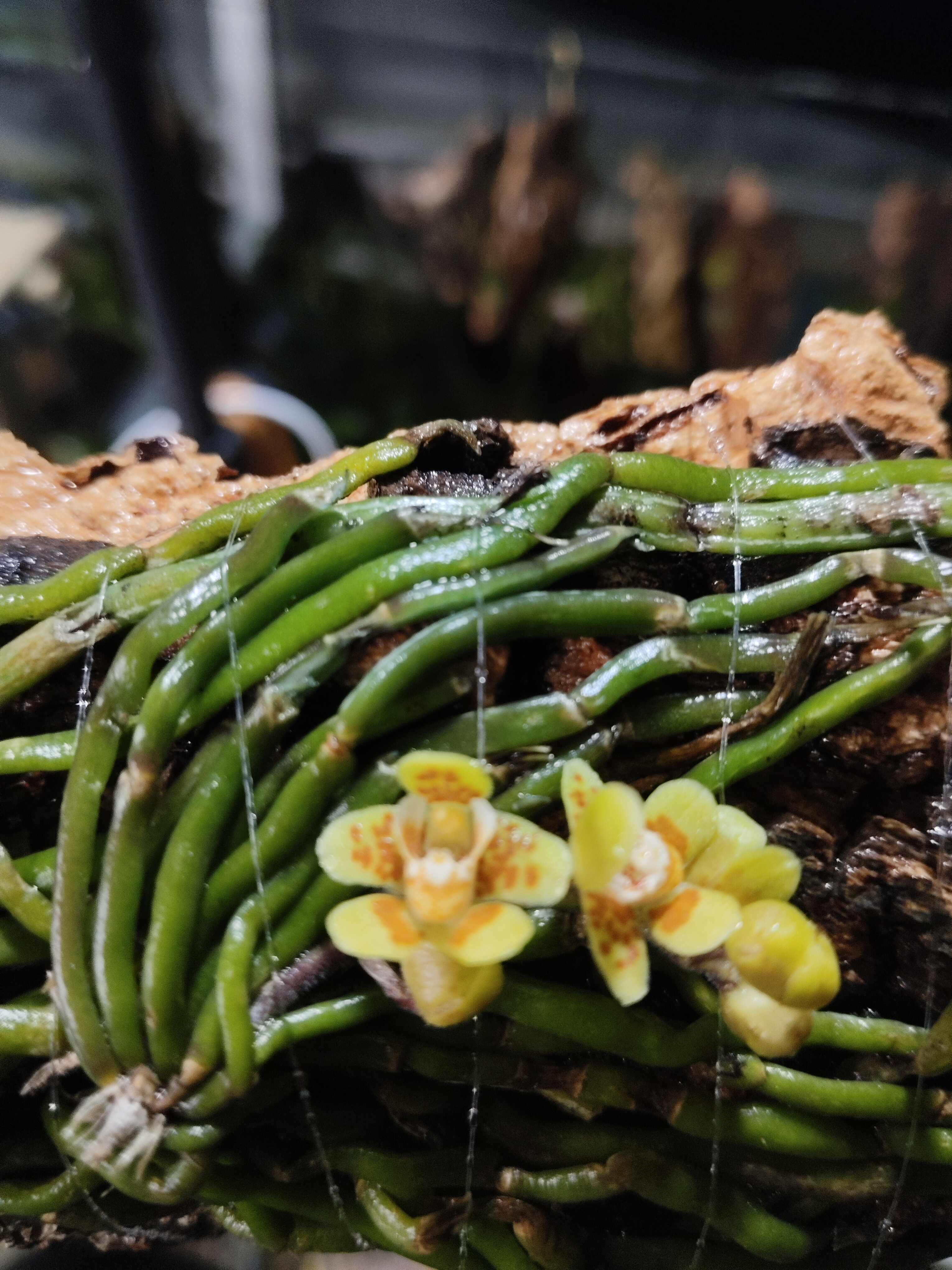 越南黄绿乳白异形兰蜘蛛兰Chiloschista parishii一板