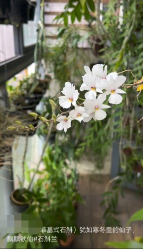 菲基氏石斛Dendrobium fytchianum菲基氏石斛一盆