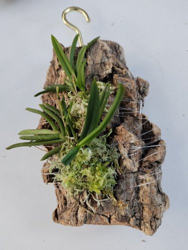 带花苞台湾白点兰小白兔风兰#雨林缸造景迷你盆栽#板植小型附生兰