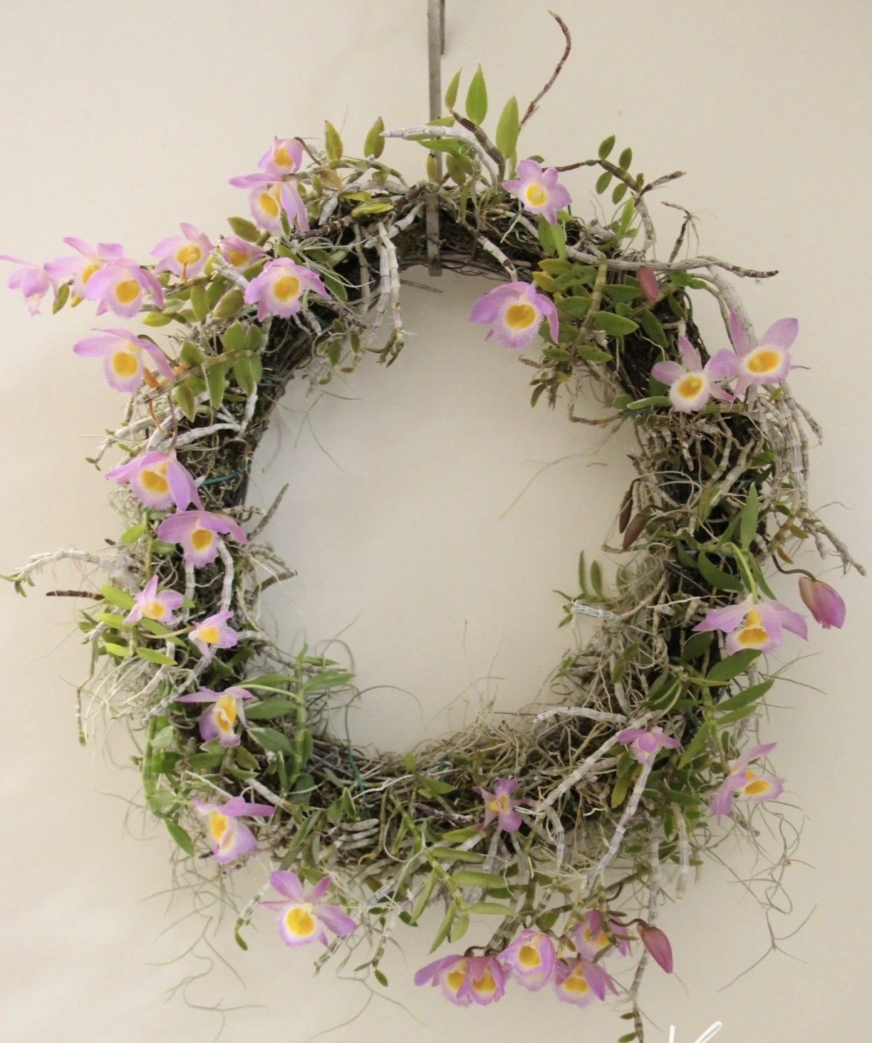 美花石斛Den.loddigesii藤条种的一个,鲜花速递/花卉仿真/绿植园艺,国兰/杂交兰/洋兰类,淘宝优惠券,粉丝福利购,淘宝优惠卷