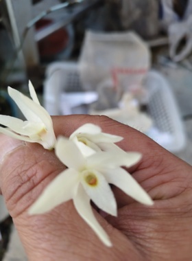 越南琉球石斛Dendrobium moniliforme subsp.okinawense Hatus