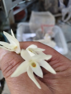 越南琉球石斛Dendrobium moniliforme subsp.okinawense Hatus