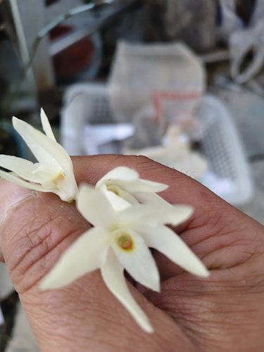 越南琉球石斛Dendrobium moniliforme subsp.okinawense Hatus