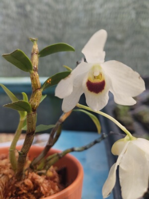河南石斛 Dendrobium henanense一盆#石斛兰#附生兰