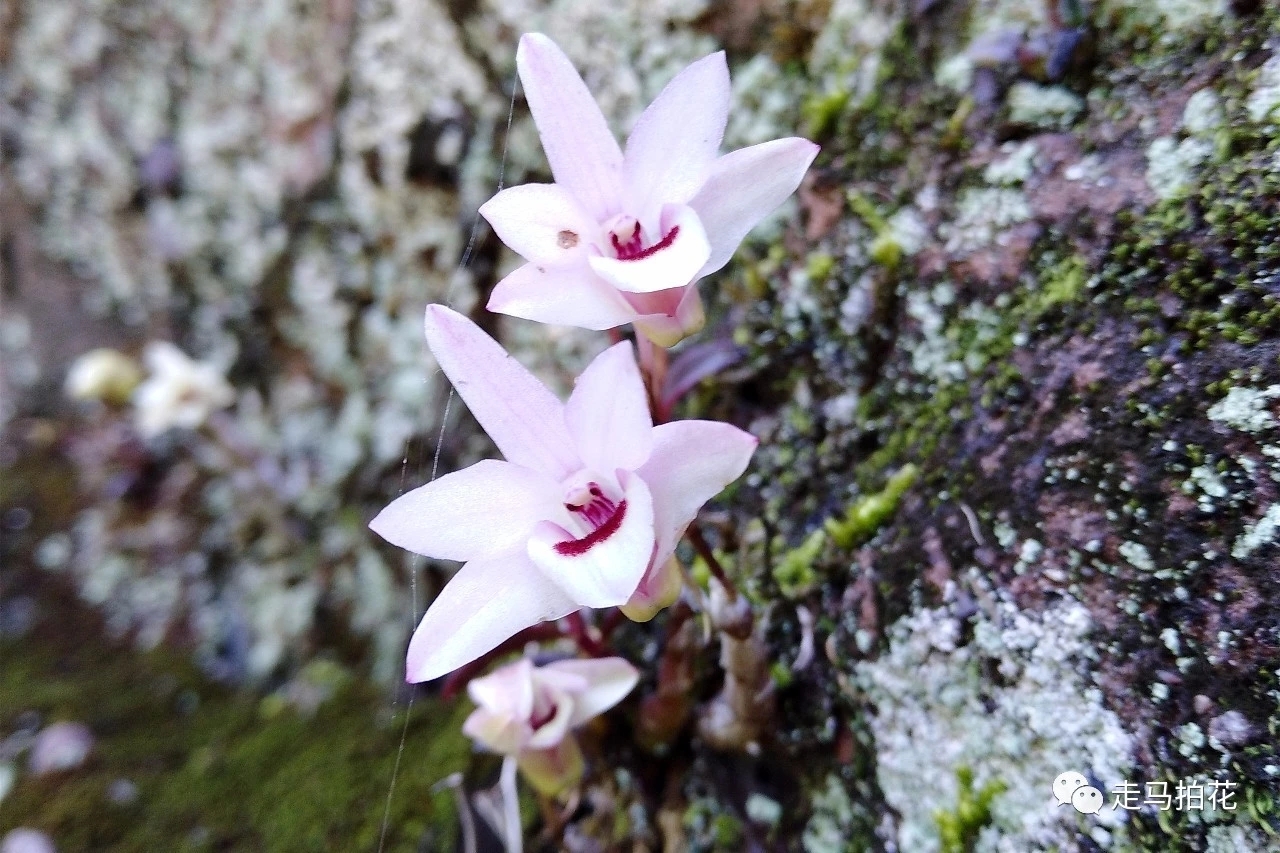 丹霞山石斛 Den. danxiaensis