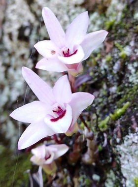 丹霞山石斛 Den. danxiaensis