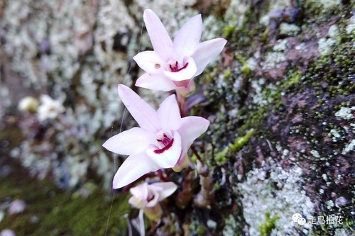 丹霞山石斛 Den. danxiaensis