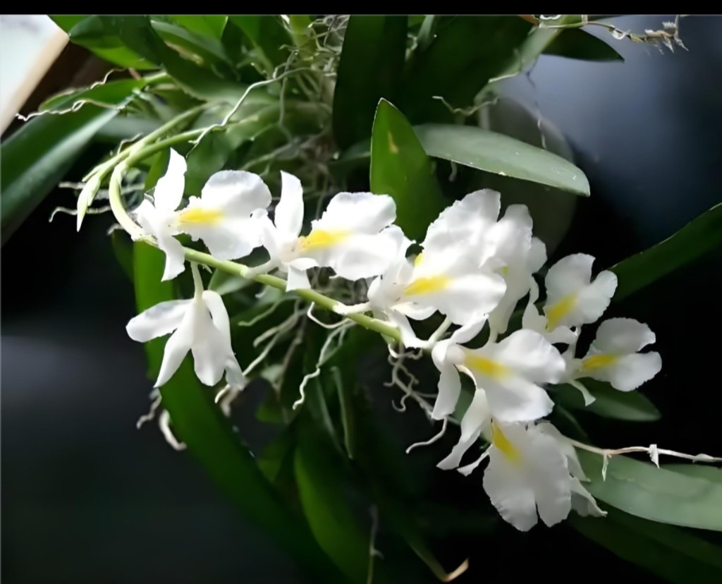 南美原种白茹氏兰Rodriguezia venusta#洋兰 #附生兰花/丰花品种