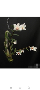 越南新娘Dendrobium multilineatum 皱褶石斛