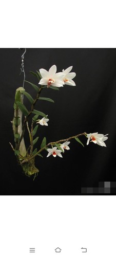 越南新娘Dendrobium multilineatum 皱褶石斛