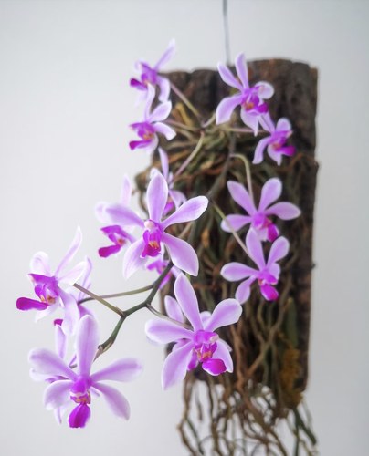 华西蝴蝶兰 Phalaenopsiswilsoni#洋兰#雨林缸热植#兰花#蝴蝶兰