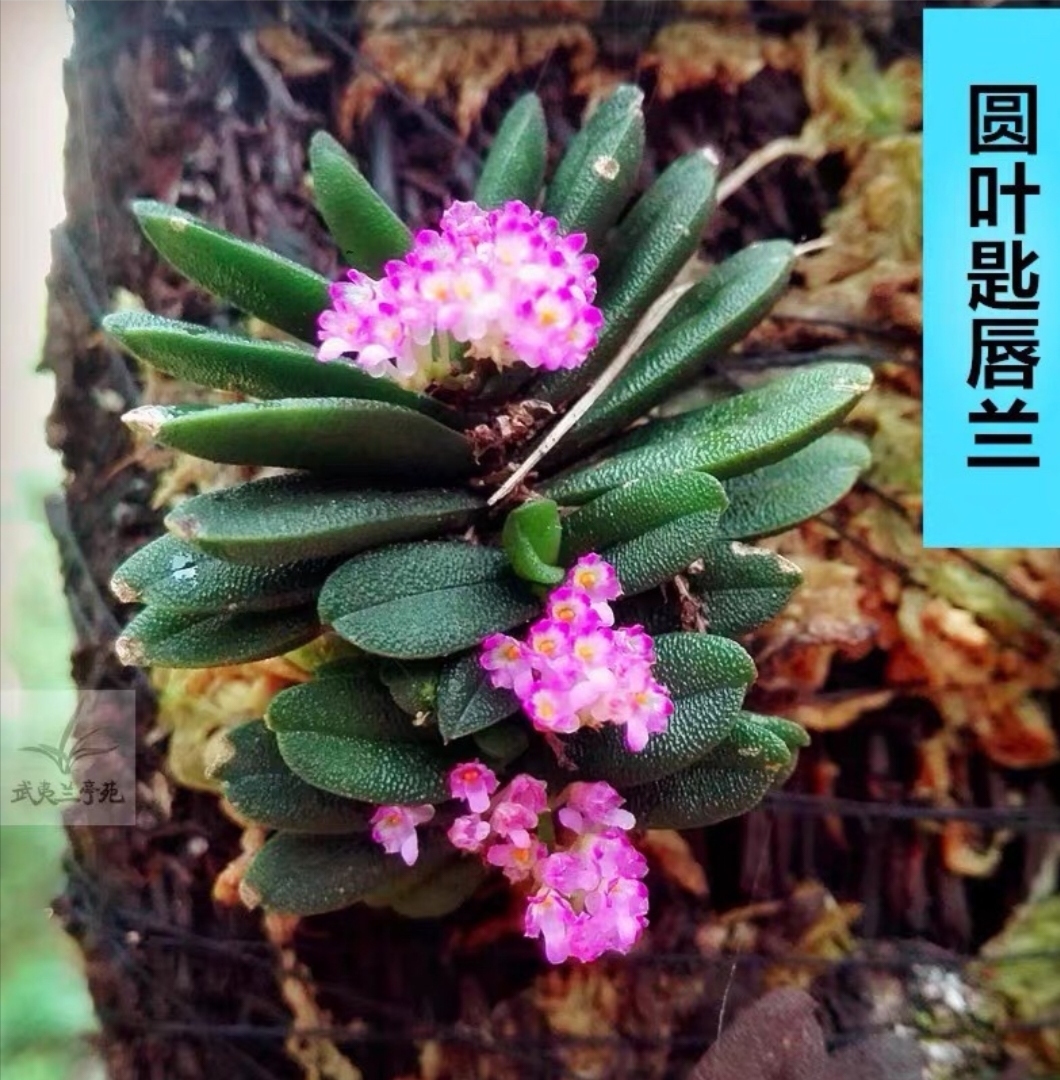 圆叶匙唇兰3-4苗包邮办公室花超级小兰花