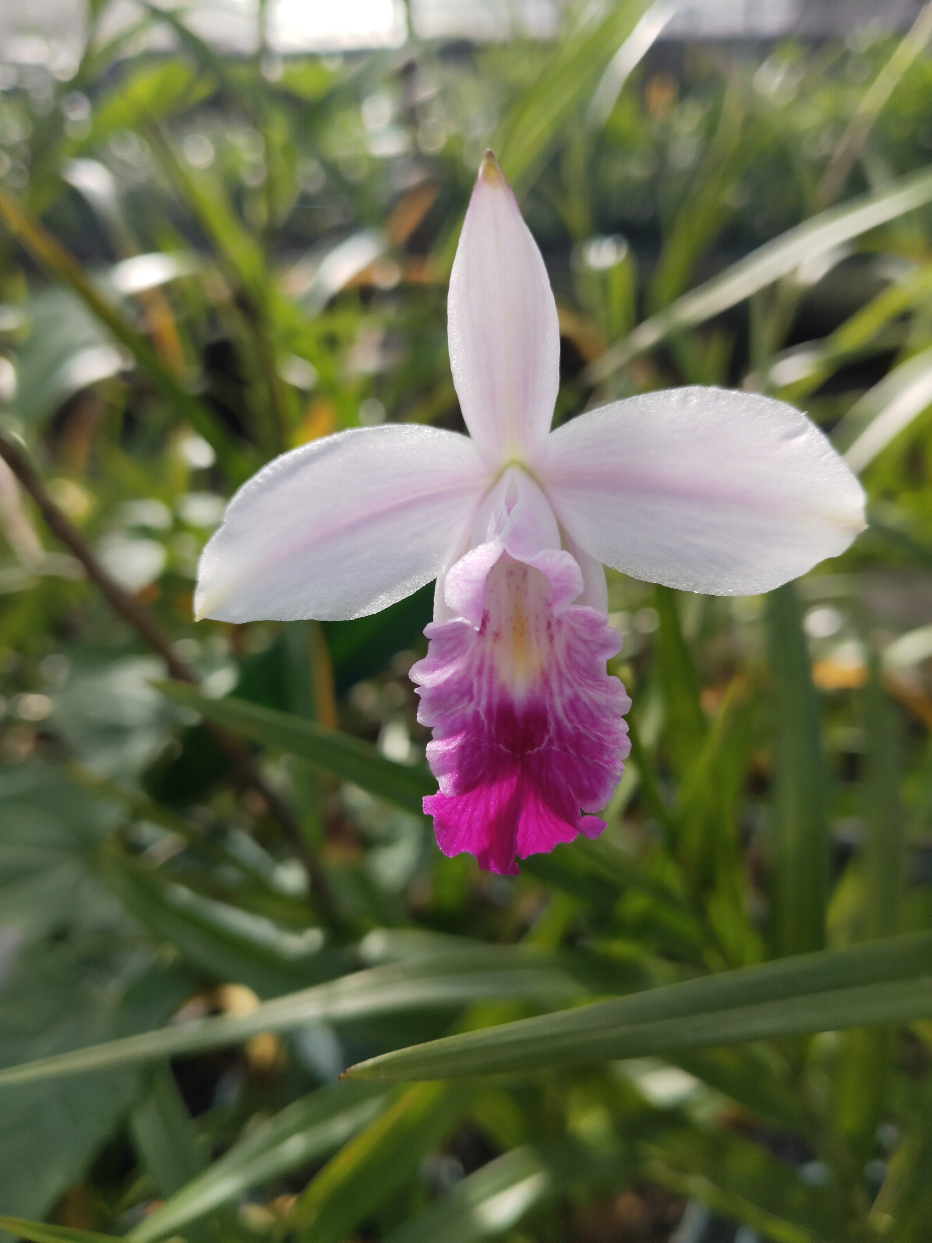 竹叶兰Arundina graminifolia一盆3-4苗