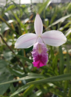 竹叶兰Arundina graminifolia一盆3-4苗
