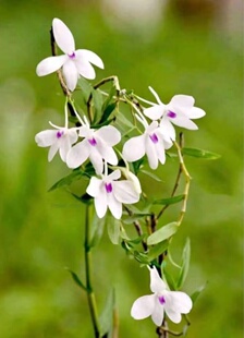 苏拉威西三褶石斛Dendrobium furcatum Reinw. ex Lindl. 1858