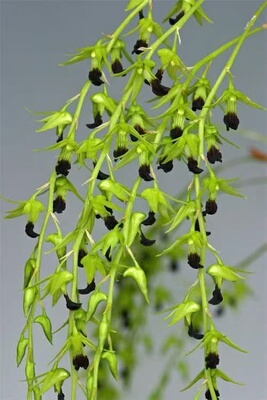 越南半黑唇石斛草叶组Dendrobium hemimelanoglossum