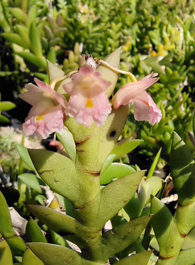 刀叶石斛Den．terminale一盆