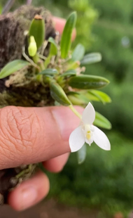 新几内亚大花卡德兰石斛DendrobiumCadetiacitrinum  原产几内亚