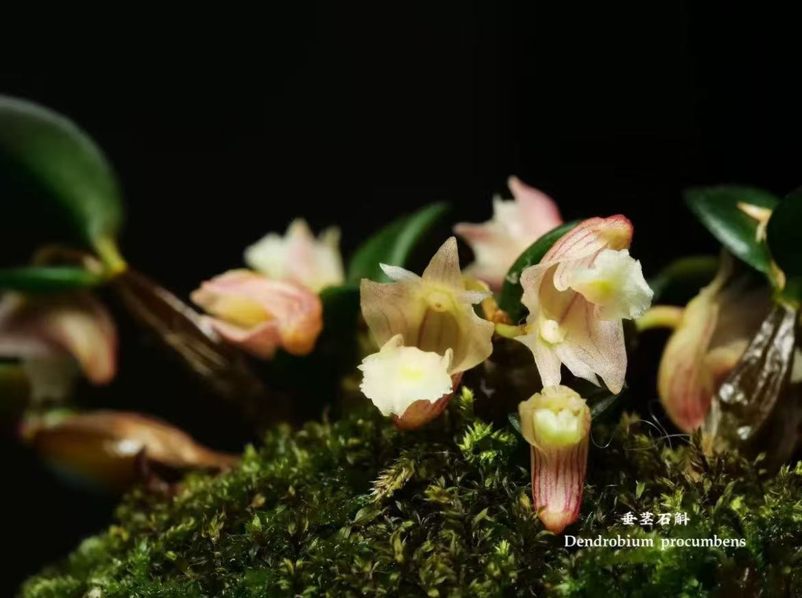 马来西亚稀有品种垂茎石斛 Dendrobium procumbens圆匍茎石斛一板