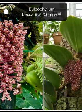 婆罗洲贝卡利石豆兰#象耳石豆兰Bulbophyllum beccarii