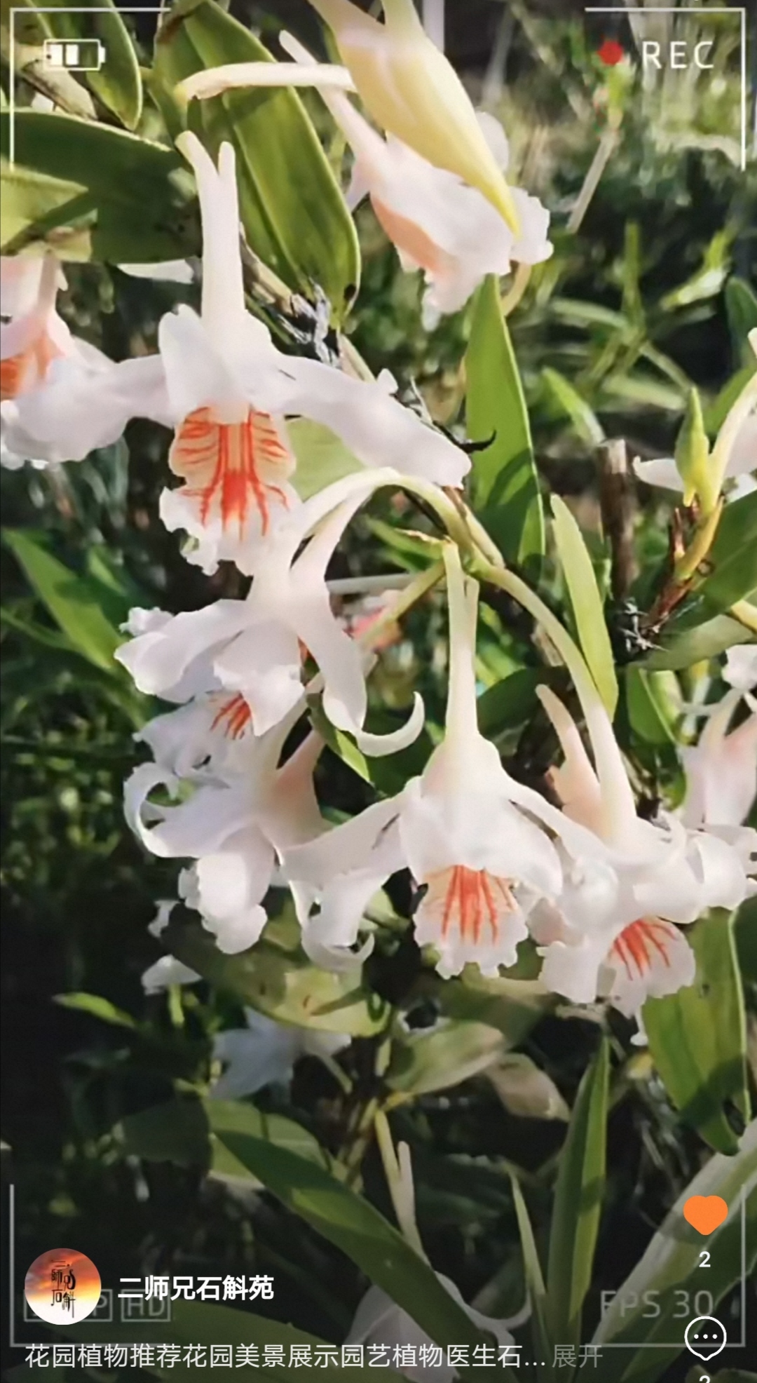 越南血喉石斛Dendrobium ochraceum