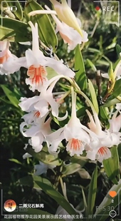 越南血喉石斛Dendrobium ochraceum