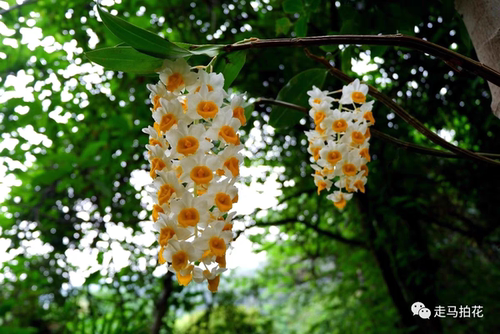 球花石斛Dendrobium thyrsiflorum Rchb#洋兰#石斛兰#兰花#附生兰