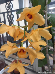 缅甸黄花杓唇石斛 Dendrobium moschatum
