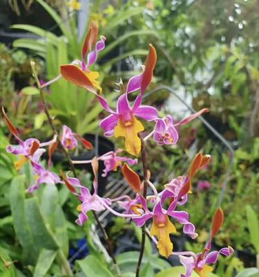 变色羚羊石斛 Dendrobium Burana Twist