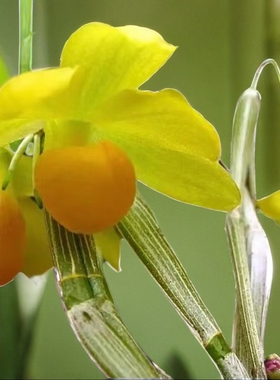 杓唇扁石斛勐腊石斛E.C.Parish & Rchb.f. ex Hook一盆5苗左右