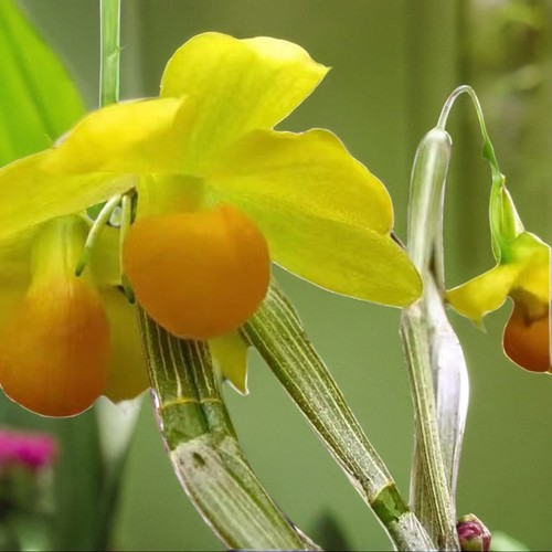 杓唇扁石斛勐腊石斛E.C.Parish & Rchb.f. ex Hook一盆5苗左右