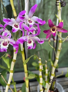越南石斛杂广西樱越樱美人Den. vietnamense&Den. linawianum Sep