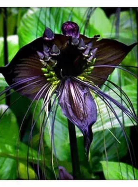 热带雨林长绿植物老虎须Tacca chantrieri Andre一盆一苗