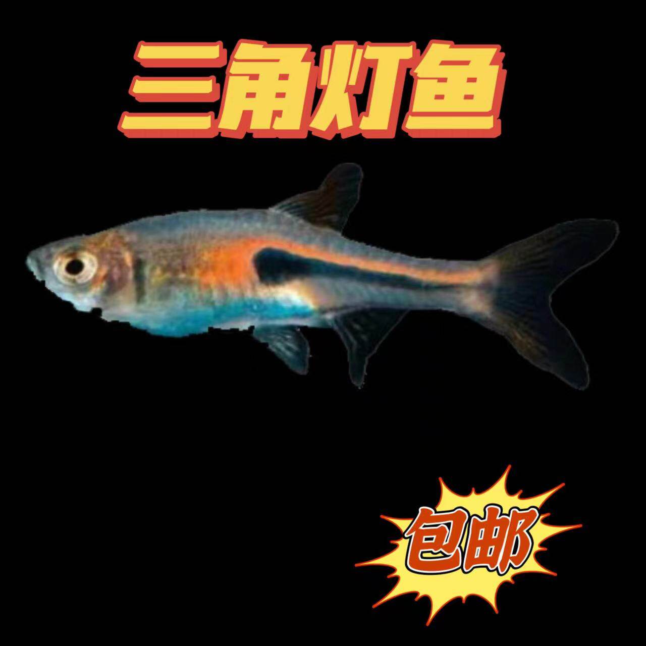 包邮金色三角灯鱼淡水灯科鱼群游