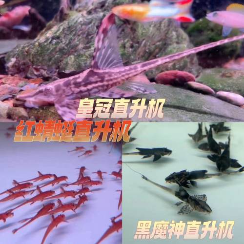 皇冠直升机异形鱼热带鱼工具鱼