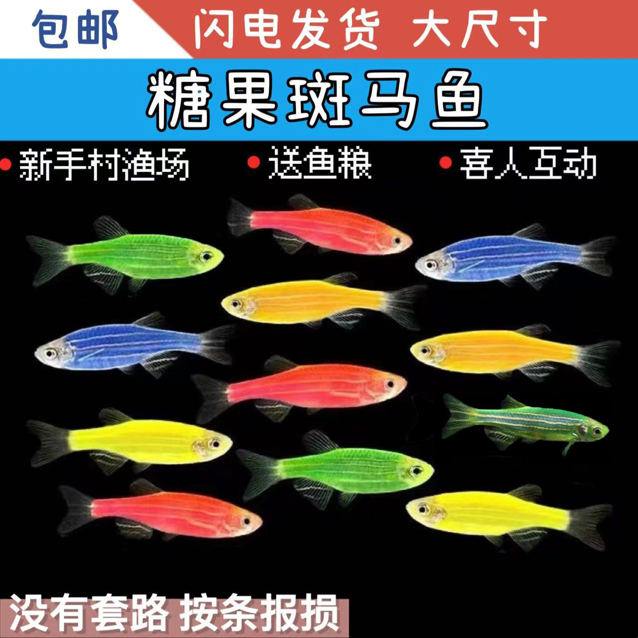 热带鱼小型淡水斑马鱼荧光翡翠红蓝斑马鱼观赏鱼灯科鱼翡翠新手鱼
