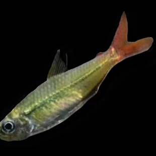 热带鱼红尾科佩依鱼南美鱼科佩衣鱼稀有高端灯科鱼草缸鱼南美缸鱼