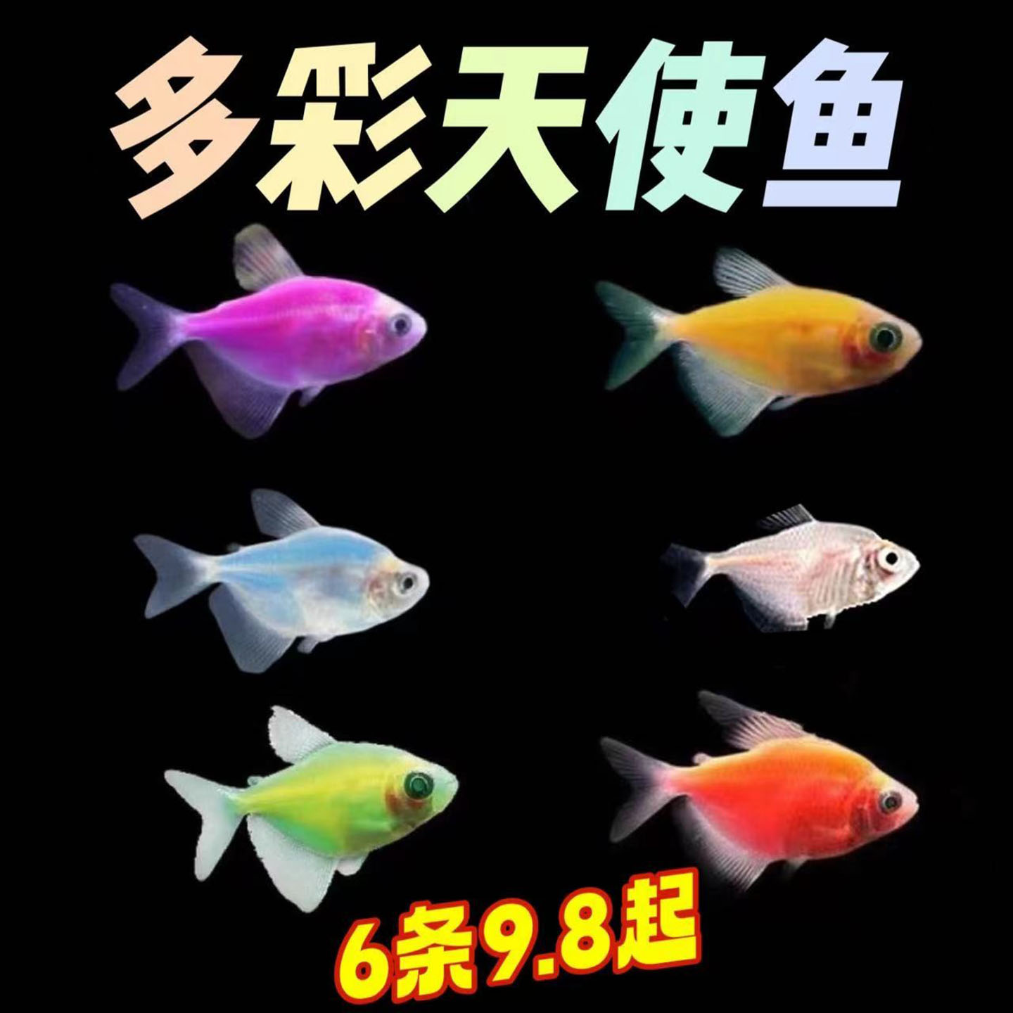糖果天使鱼不含白色包邮不掉色